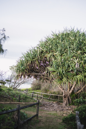 pandanus walk to Pippi beach - Australian Stock Image