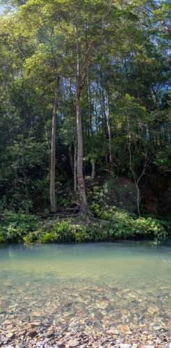 Panorama shot of green pond in bushland and tree - Australian Stock Image