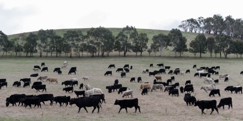 panoramic country view of mixed cattle grazing