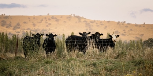 Panoramic image of cows looking through barbed wire fence on farm - Australian Stock Image