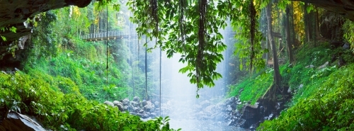 Panoramic view from behind waterfall plunging into a rainforest