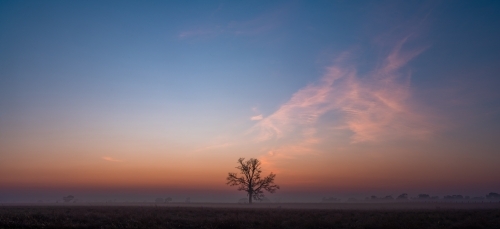 Panoramic view of lone bare tree silhouette on a clear foggy morning at dawn - Australian Stock Image
