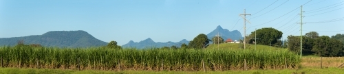 Panoramic view of sugarcane field with mountain ranges in the distance. - Australian Stock Image