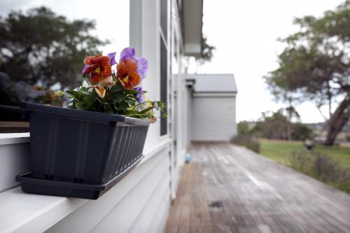Pansies growing outside in a planter box on windowsill - Australian Stock Image