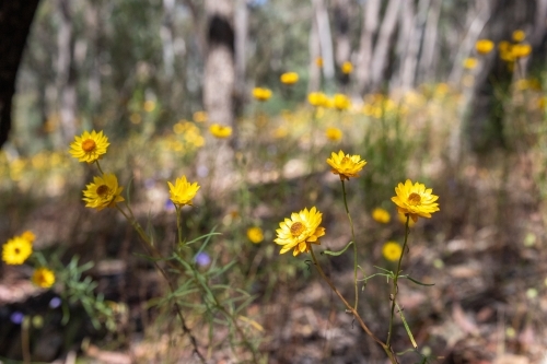 Paper daisy in flower - Australian Stock Image