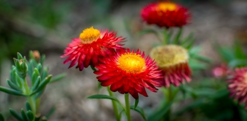 Paper flower daisy plant in the garden - Australian Stock Image