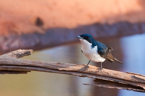 Paperbark Flycatcher bird sitting on a branch over blurred out sand and water - Australian Stock Image