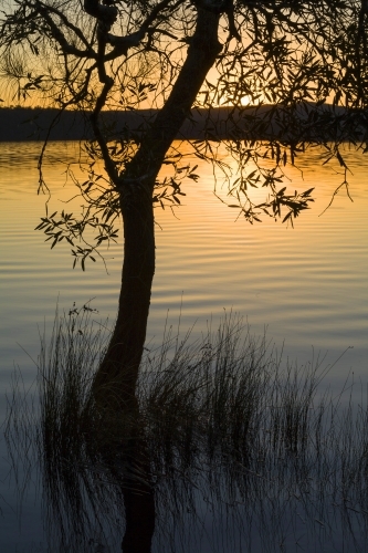 Paperbark tree and reeds outlined in rippled lake at sunset