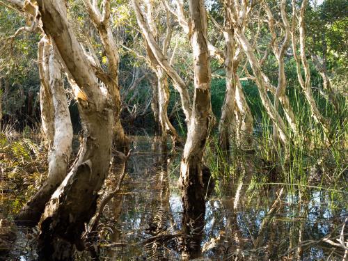 Paperbark trees in a coastal swamp