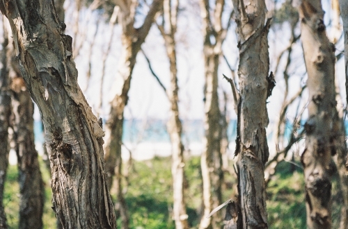 Paperbark Trees with Ocean in the Background