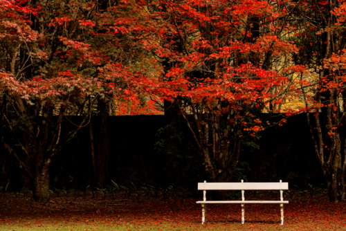 Park Beach Seat Against Red Autumn Colours in park - Australian Stock Image
