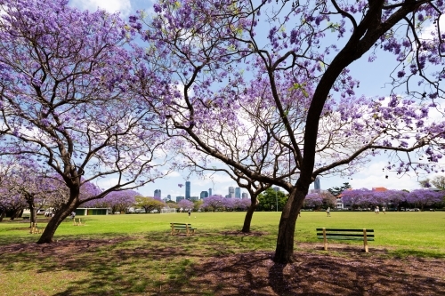 Park seat between Jacaranda trees in bloom with city skyline behind - Australian Stock Image