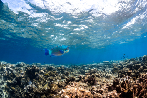 Parrot fish swimming on the Great Barrier Reef - Australian Stock Image