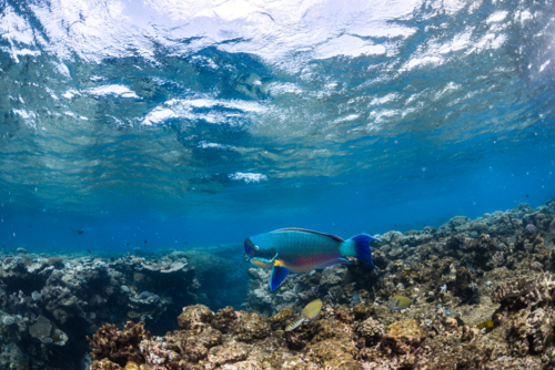 Parrot fish swimming on the Great Barrier Reef - Australian Stock Image