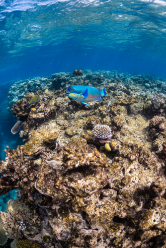 Parrot fish swimming over a coral reef on the Great Barrier Reef - Australian Stock Image