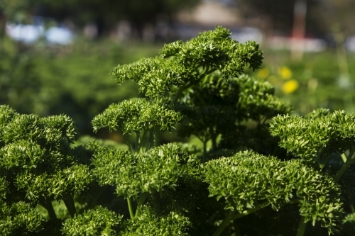Parsley crop - Australian Stock Image