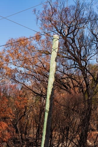 Partiality burnt electricity pole with burned out forest. - Australian Stock Image