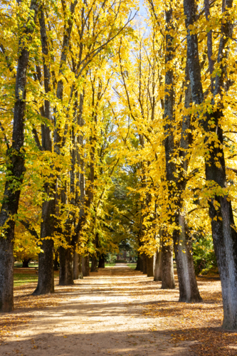 Path through golden poplar trees - Australian Stock Image