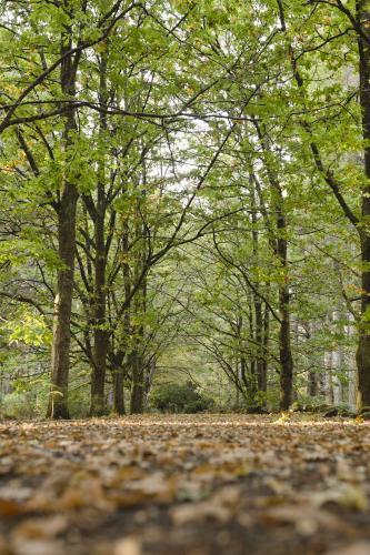 Path through green trees in Hollybank Forest - Australian Stock Image