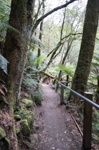 Path through rain-forest in Mossman Gorge - Australian Stock Image