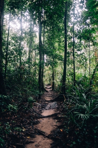 Path through rain-forest in Mossman Gorge - Australian Stock Image