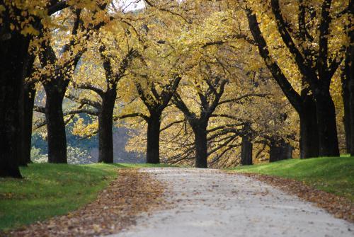 Path through yellow autumn trees with black trunks