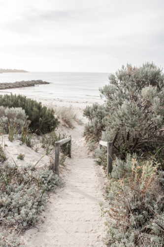 Path to beach with coastal shrubs - Australian Stock Image