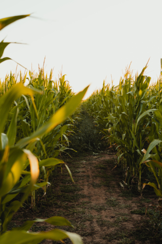 Pathway cutting through a dense cornfield during sunrise. - Australian Stock Image
