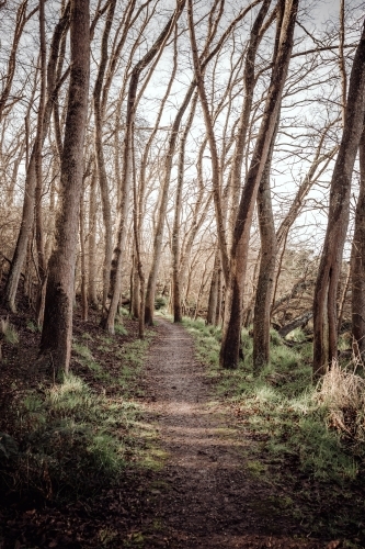 Pathway through forest of leafless trees