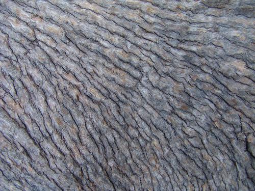 Pattern of tree bark - Australian Stock Image