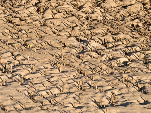 Patterned surface of a mangrove mud flat - Australian Stock Image