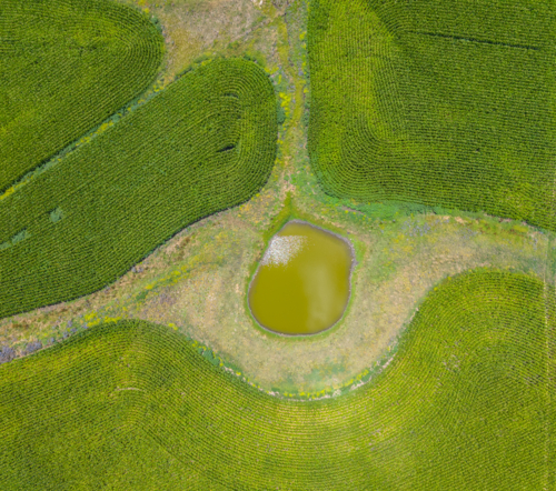 Patterns from the sky of Corn farm near Glen Innes, New South Wales - Australian Stock Image