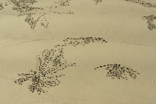 Patterns in the sand caused by crabs - Australian Stock Image