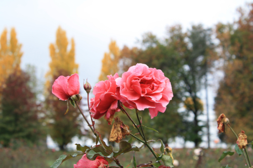 Peach colour roses with autumn trees in the background - Australian Stock Image