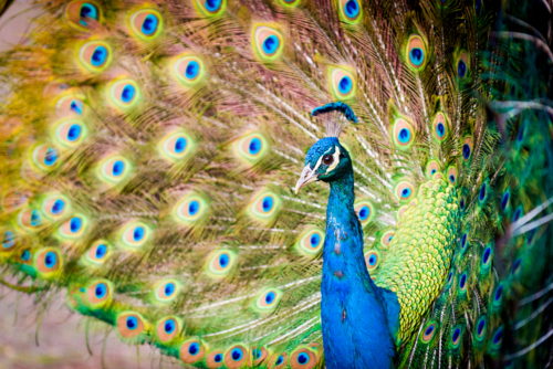 Peacock displaying vibrant tail feathers - Australian Stock Image