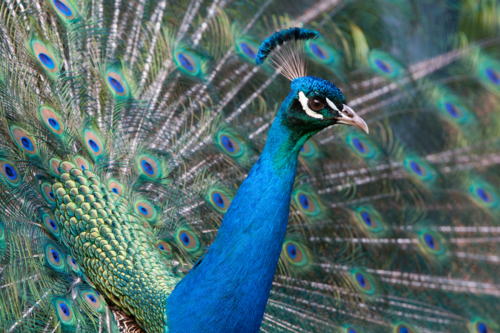 Peacock in Cataract Gorge, Launceston - Australian Stock Image