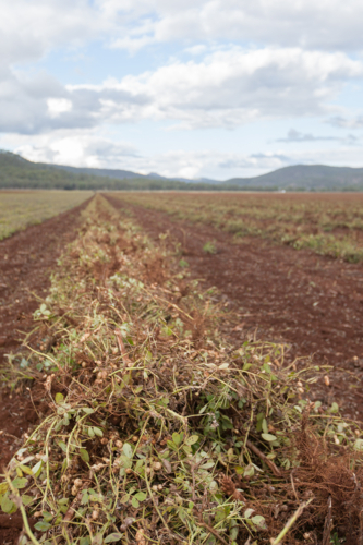 Peanuts freshly dug from the soil and ready to harvest - Australian Stock Image