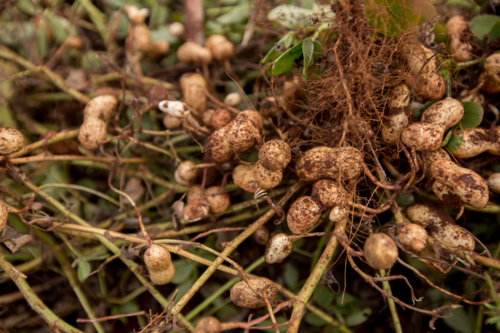 Peanuts freshly dug from the soil - Australian Stock Image