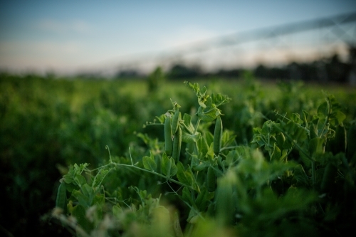 Peas Growing in paddock - Australian Stock Image