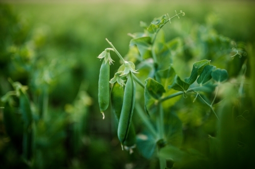 Peas Growing in paddock - Australian Stock Image