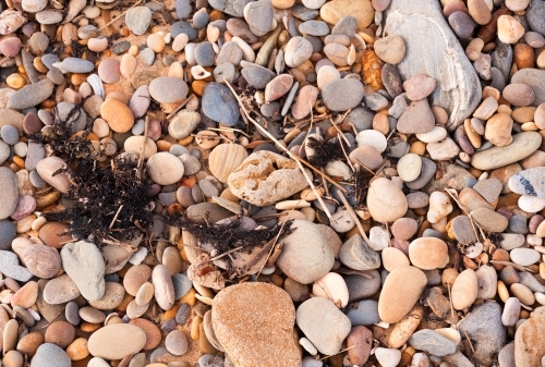 Pebbles and rocks of different sizes on the beach with black seaweed