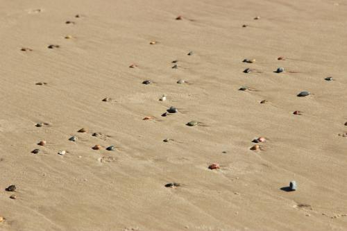 Pebbles washed up on the sand by the tide - Australian Stock Image