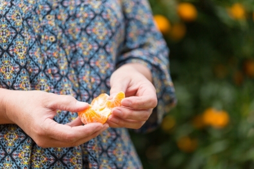 peeling a mandarin - Australian Stock Image