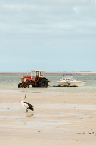 pelican and tractor with boat on wild beach - Australian Stock Image
