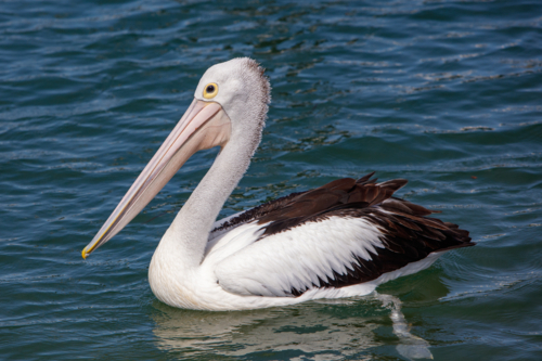 Pelican - Australian Stock Image