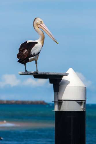 Pelican - Australian Stock Image