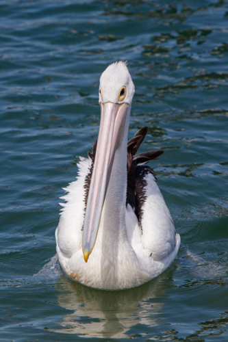 Pelican - Australian Stock Image