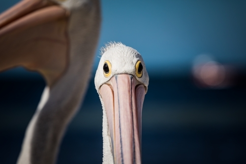 Pelican face - Australian Stock Image