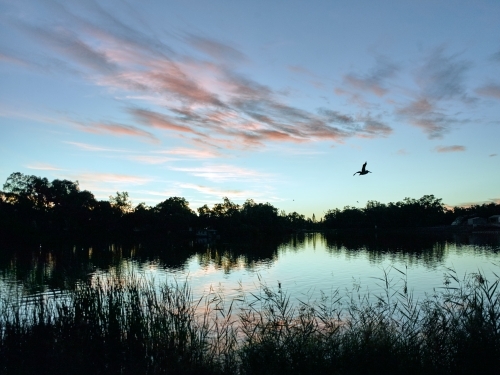 Pelican flying over low over a river at dusk - Australian Stock Image