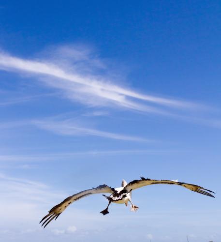 Pelican flying over the water on a blue sky summer day - Australian Stock Image